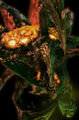 StarCraft-II-artwork-17.jpg