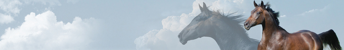 Cloudy Horse