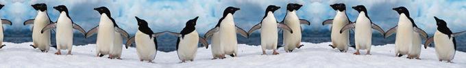 Dancing-Penguins-680x100.jpg