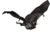 Wesnoth-monsters-bat.png